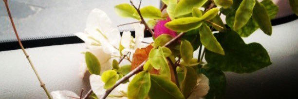 Entisar_dossary's profile banner image