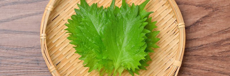 しそ屋5/6西1オ02a banner