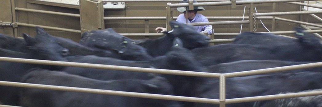 JordanCattle's profile banner image