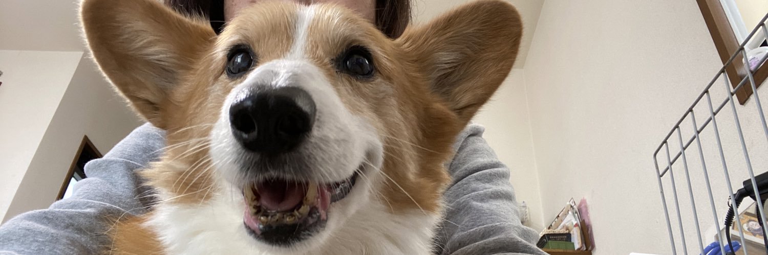 ちゃぴチョロカメの母 banner