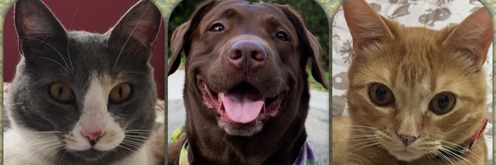 Daniela Palacio banner