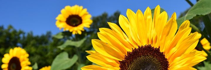 Tuula Colliander banner