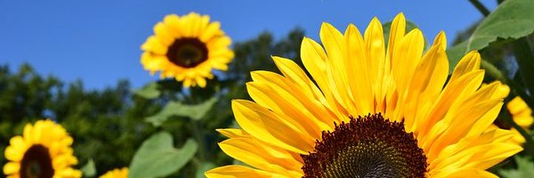 TuulaC Profile Banner