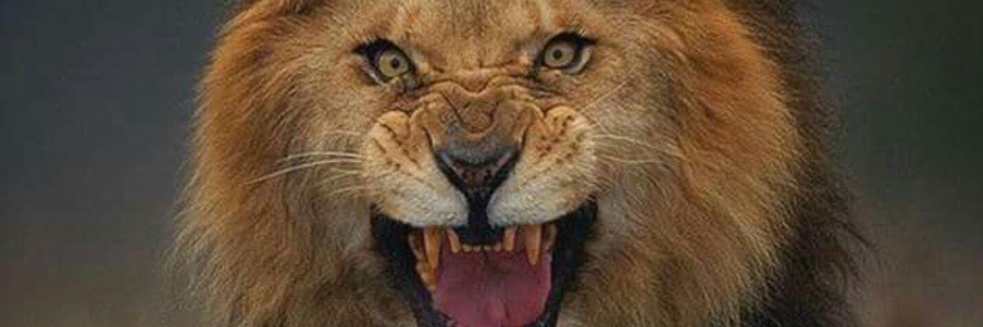 KhansofKhans's profile banner image