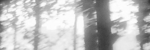 —; lily's banner