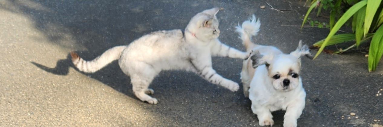 🆕直人君と愉快な仲間たち🐱🐶💕 banner