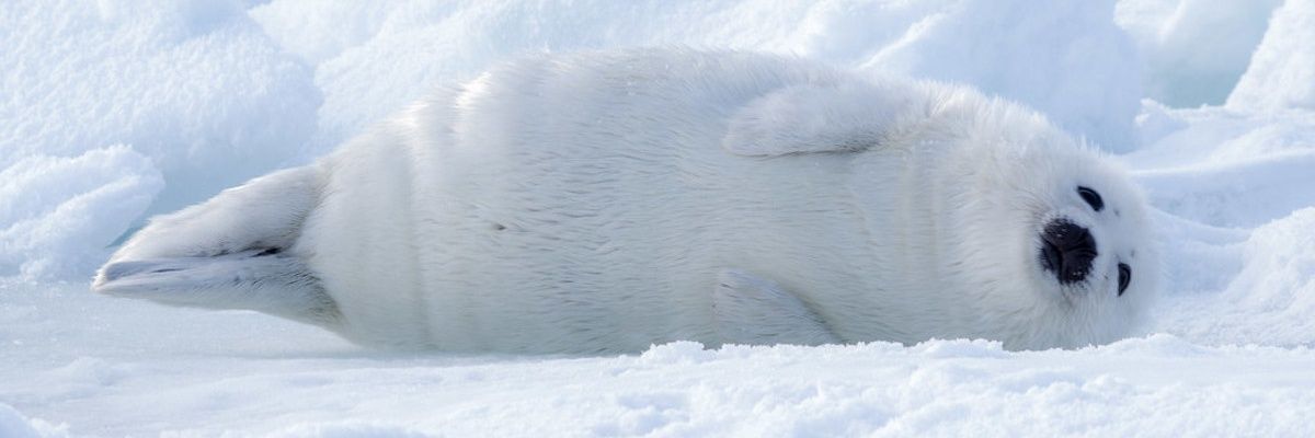 amadeus0411's profile banner image