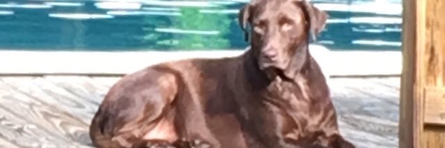 Scott Nichols banner