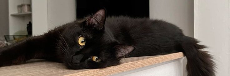 thesexyssa's profile banner image