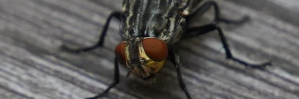 PsychoPNut Profile Banner