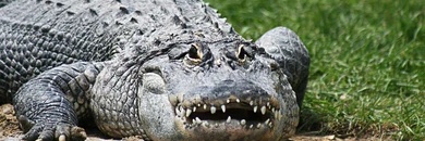 Alligator banner