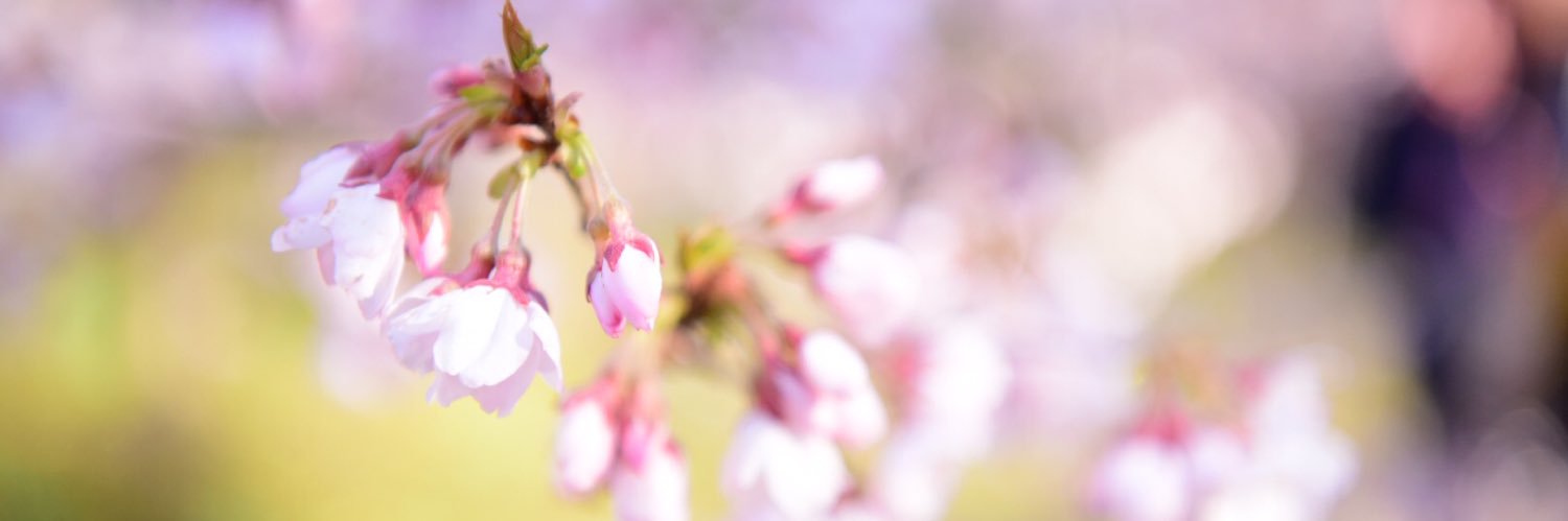 青鬼の弁当箱 banner