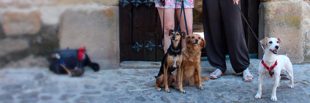 viajarconperros's profile banner image