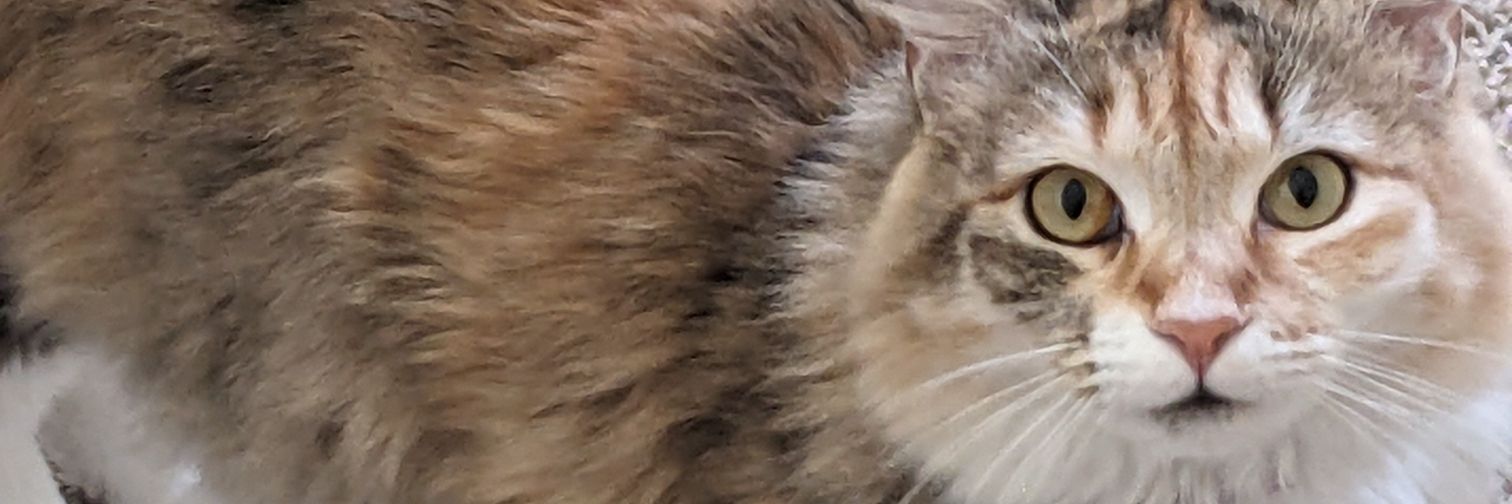 CatfishTarjan banner