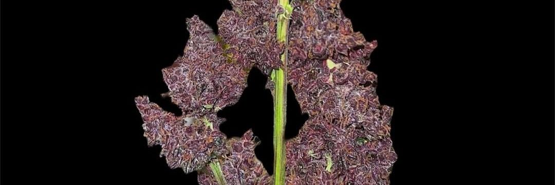 BlockBerry420's profile banner image