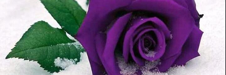 GPratamasari's profile banner image