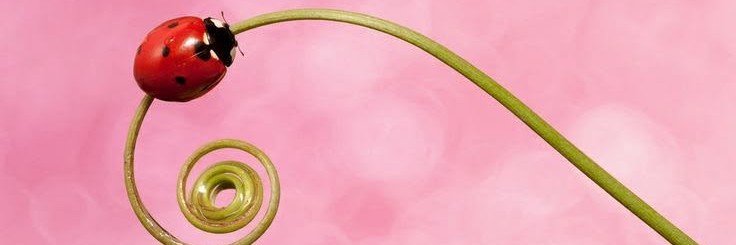 bugzlady_'s profile banner image