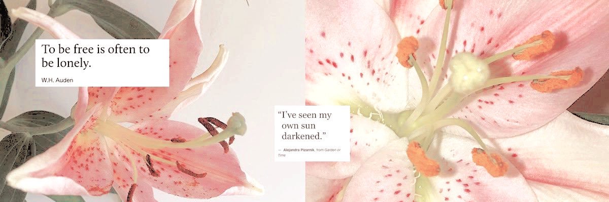 ִֶָ banner