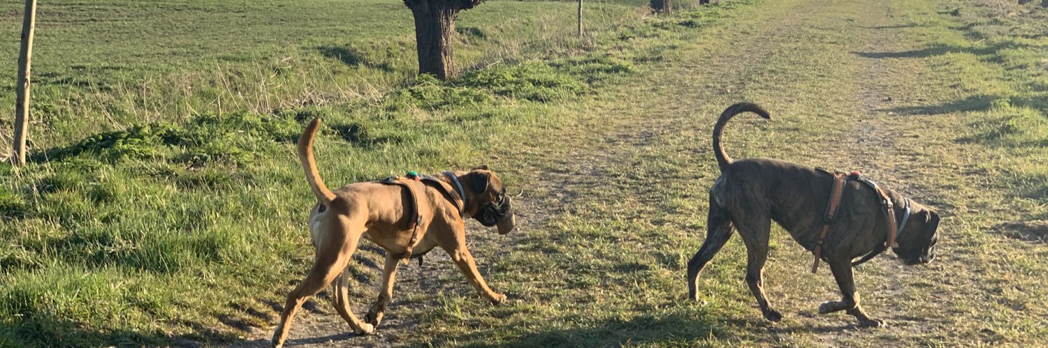 boxerlife's profile banner image