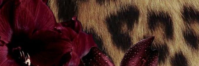 emi's banner