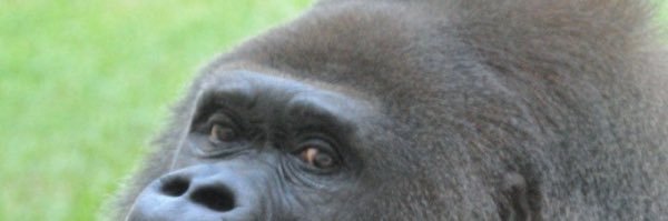ぽちょむ banner