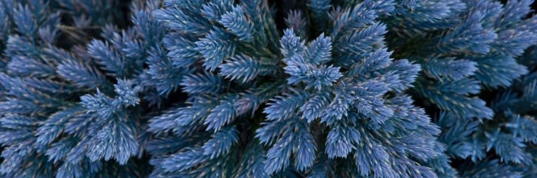 Juniper banner