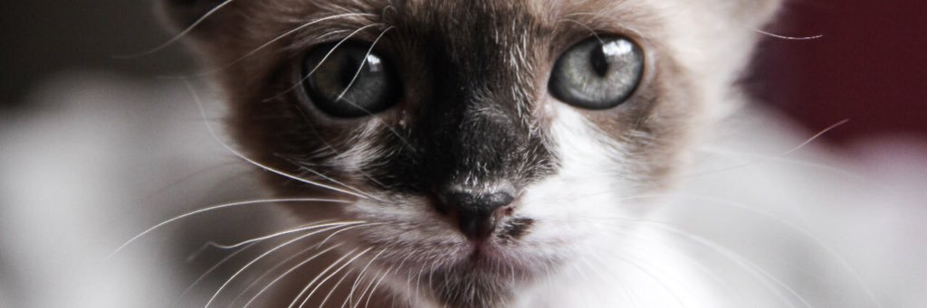 vansena's profile banner image