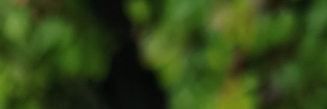 sasisa23's profile banner image