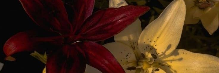 ִֶָ𓂃 ࣪˖ ִֶָ𓆝 𓆟 𓆞 𓆝ִֶָ་ ִֶָ𓂃 banner