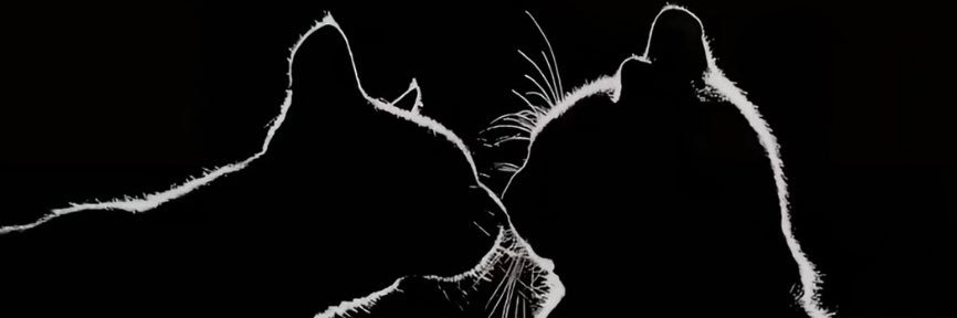 Lucy banner