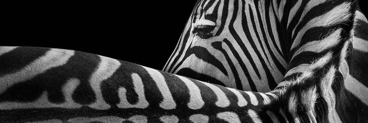 will_be_fin's profile banner image