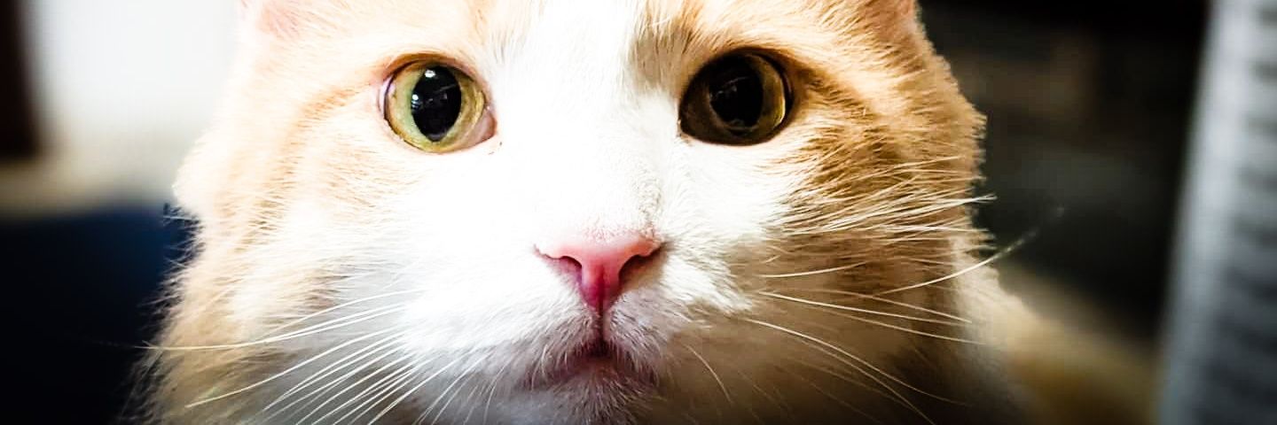 ＠家猫メインクーン banner