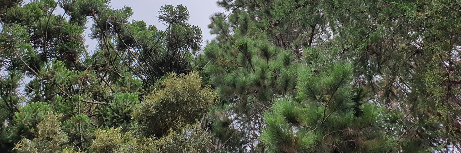 sergiopolizer's profile banner image
