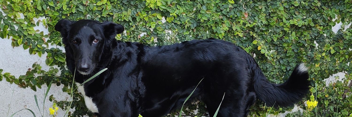 Jordiperezt's profile banner image