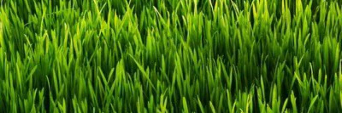 ريفان🥭 banner