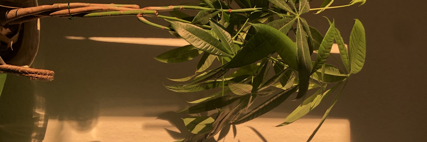 lightspyzr's profile banner image