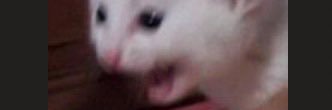 kotnotbot's profile banner image