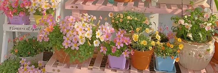 ∗*.*🌸˚*̥∗*'s banner