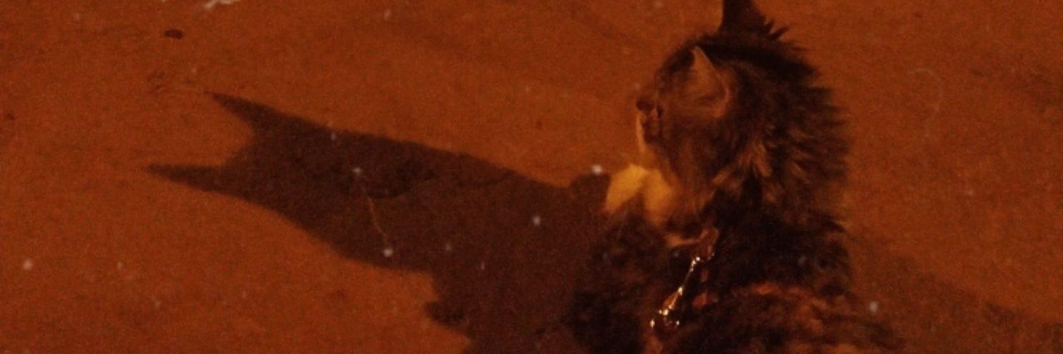 𝓕𝓸𝓯𝔂 banner