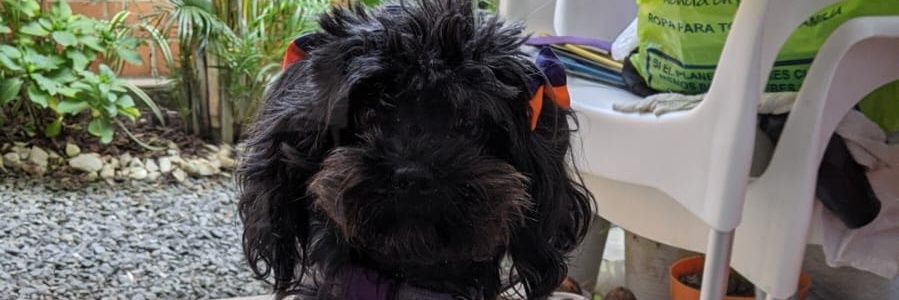Cheffania's profile banner image