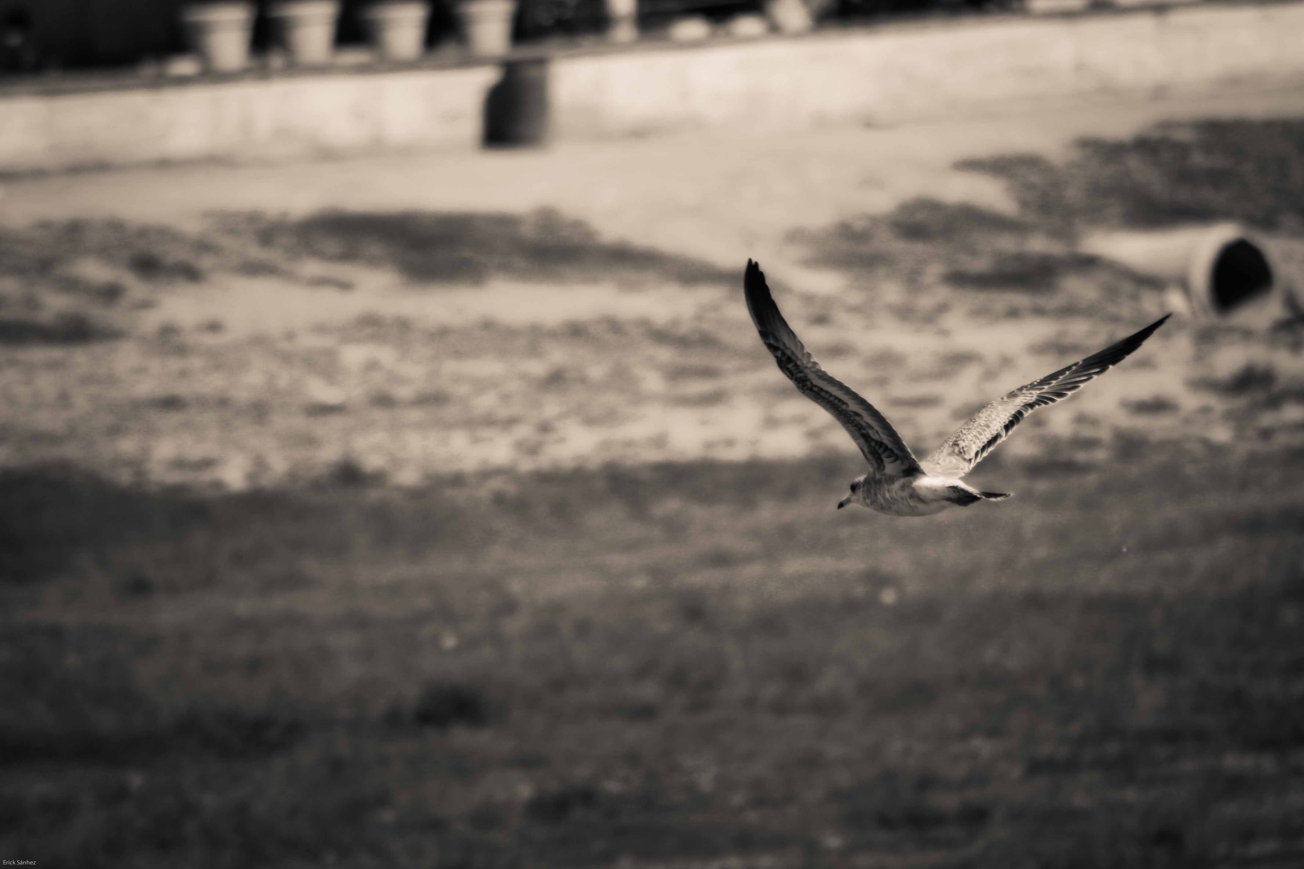 Erick Sánchez banner