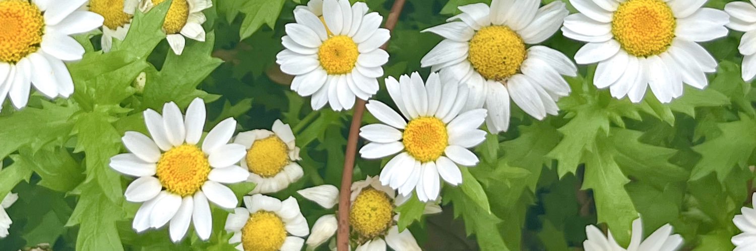 tabby_tabiko's profile banner image
