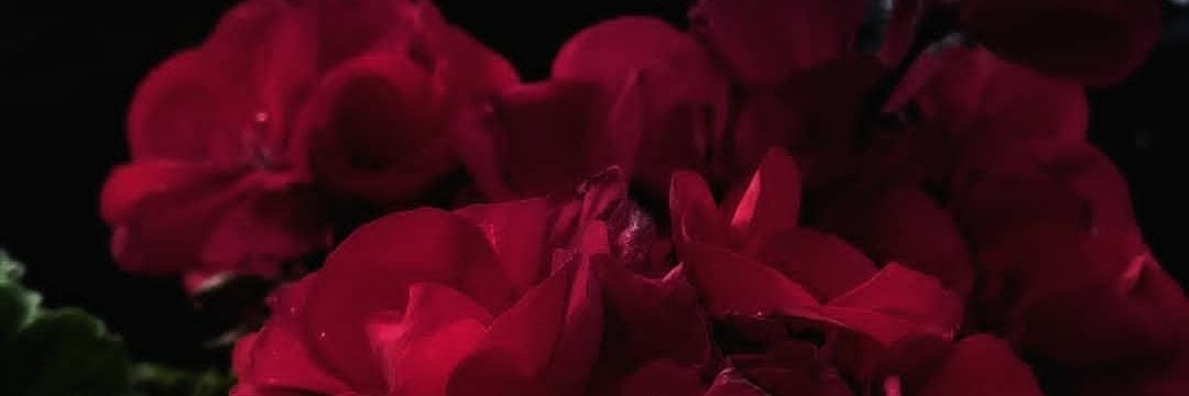 𝕷𝖆𝖓𝖆 banner