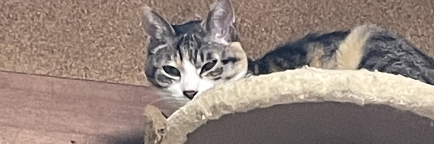 hagi_cat's profile banner image