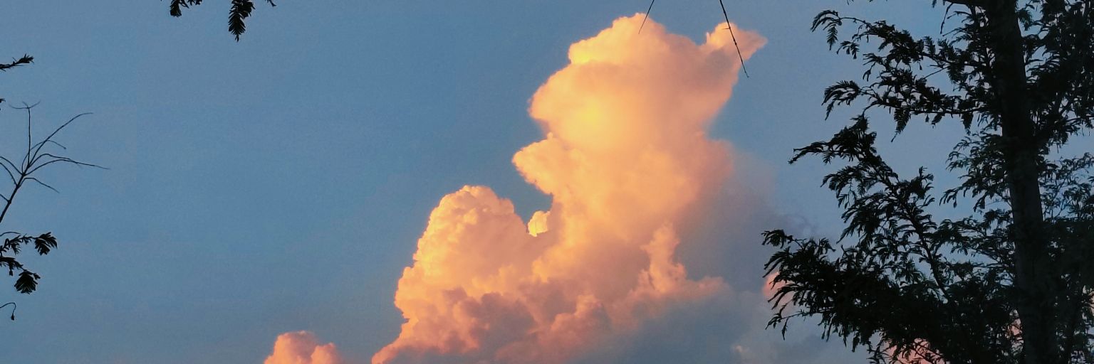 发呆的白兔 banner