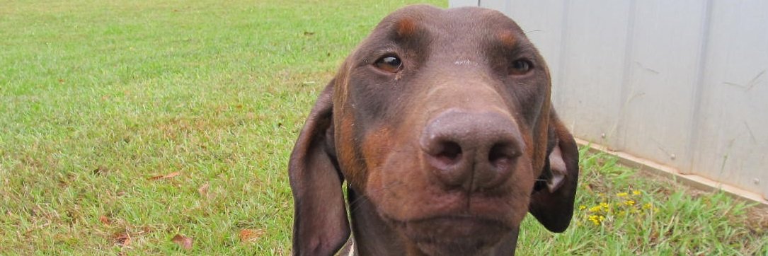 Ellwood Friedlein banner