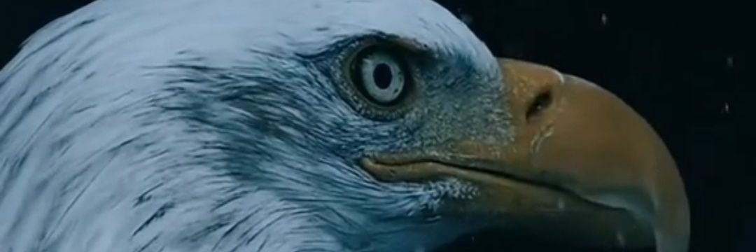 The right is right! ❤️🤍💙 ✝️🐶🐱🐕🐈🇺🇸🇺🇸🇺🇸 banner