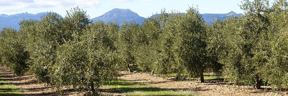 masdelvila's profile banner image