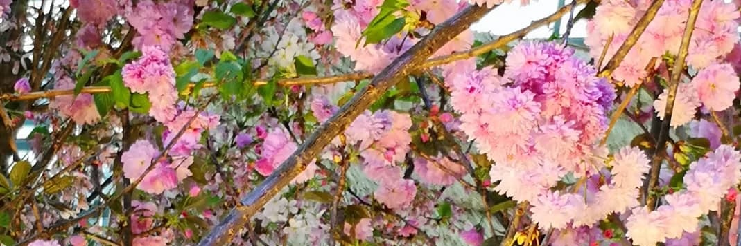 wabisuke69's profile banner image
