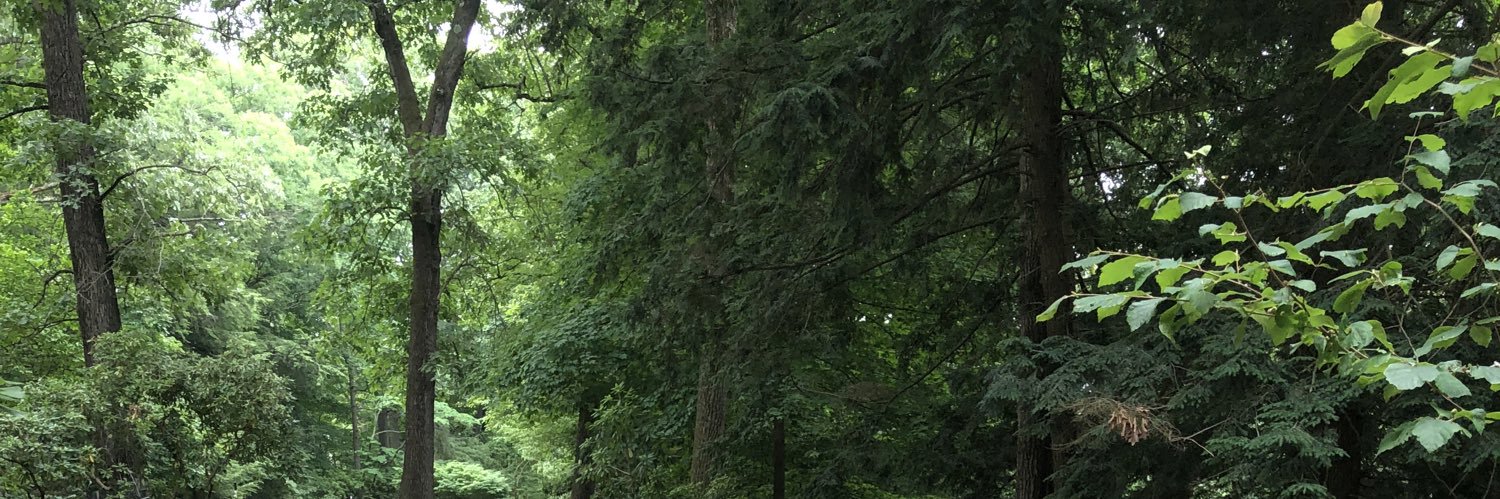 RandaMStephan's profile banner image